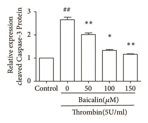 Effects Of Baicalin On Cell Survival And Apoptosis After Thrombin