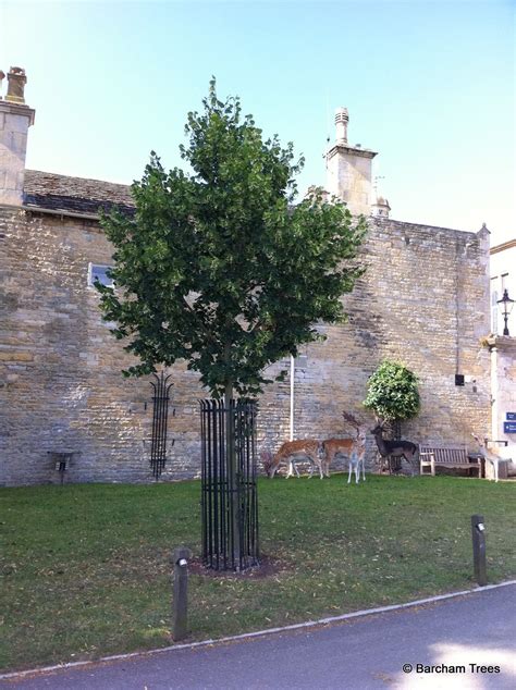 Tilia Platyphillos Rubra Supplied By Us In 2008 At 16 18cm