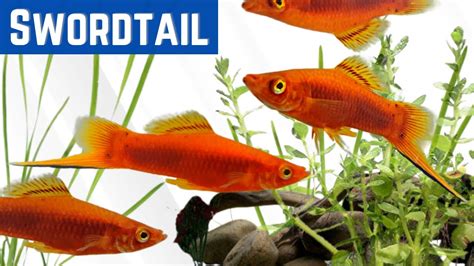 Swordtail Fish The Perfect Fish For Any Aquarium Xiphophorus Hellerii