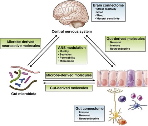 The Brain Gut Microbiome Axis Cellular And Molecular Gastroenterology