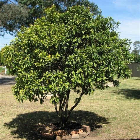 The meiwa kumquat tree buy meiwa kumquat tree meiwa are a favorite among kumquat connoisseurs for their sweeter taste. Nagami Kumquat Tree