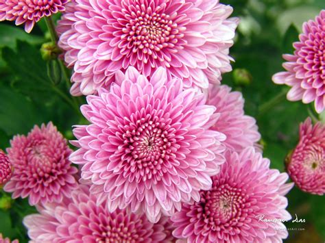 Find & download the most popular flower photos on freepik free for commercial use high quality images over 7 million stock photos. Chrysanthemum Flowers Wallpapers | HD Wallpapers | ID #12446