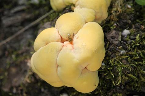 Orange Edible Mushroom Stock Image Image Of Plants Autumn 71476103