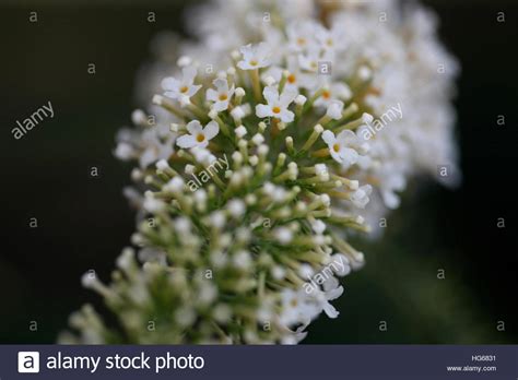 Tubular White Flowers High Resolution Stock Photography And Images Alamy