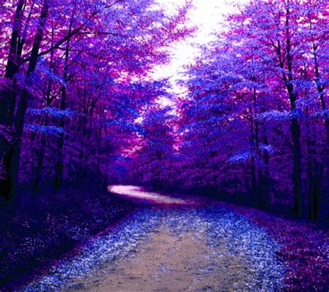 Purple Path Colored Forest Nature Photos World Of Color