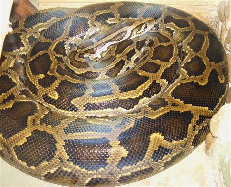 Facts about Burmese Pythons in the Florida Everglades | HubPages