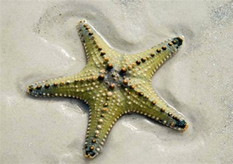 Amazing And Unique Starfish Hd High Definition Wallpapers ~ Amazing