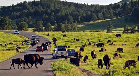 Viaje Por Carretera En Dakota Del Sur Occidental Por Las Black Hills Y