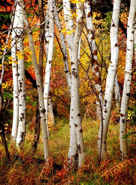 Fall Birch Trees Stock Photo By ©eric1513 7944610