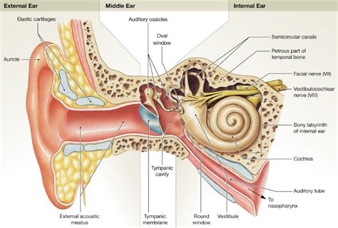 Ear Anatomy Diagram Quizlet