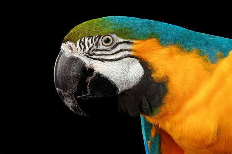Blue And Yellow Macaw 5k Wallpapers Hd Wallpapers Id 20379 Images