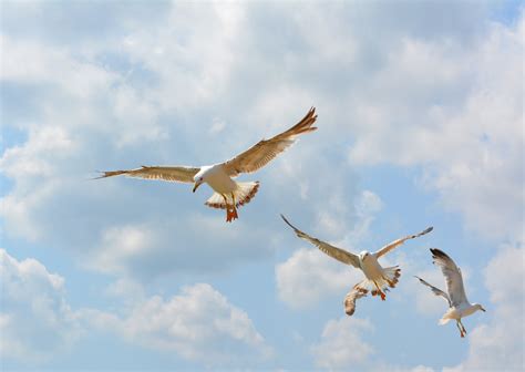 Free Images Wing Sky Seabird Seagull Gull Flight Fauna Birds