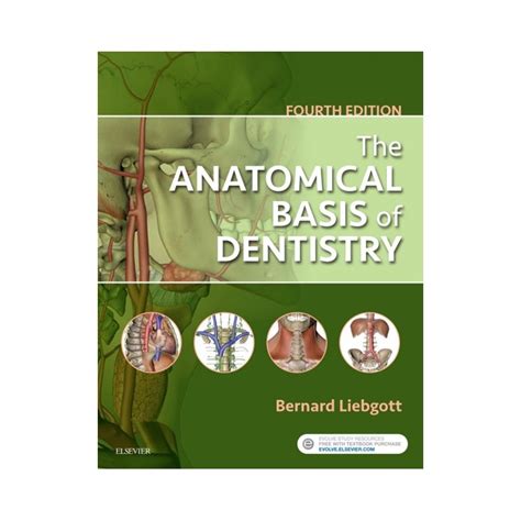 The Anatomical Basis Of Dentistry E Book Ebook