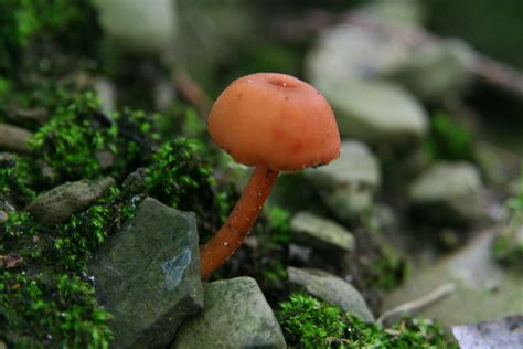 Pictures Of Mushrooms In Western New York Owlcation
