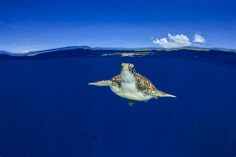 Green Sea Turtle Half And Half Split Shot Of Underwater Turtle