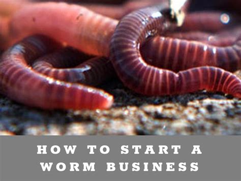 How To Start A Worm Business From Home Yardibles