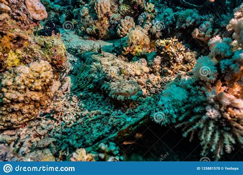 Coral Reefs And Water Plants In The Red Sea Stock Photo Image Of
