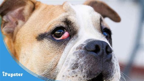 A cherry eye in medical terms is the prolapse of the third cherry eye, or prolapse of the gland of the third eyelid, is quite common in small dogs. Cherry Eye in Dogs: Causes, Symptoms, Treatment & Prevention