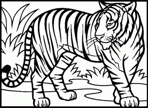 Let your imagination go wild and add all sorts of shades and. Realistic Tiger Coloring Pages Free | Tiger drawing for ...