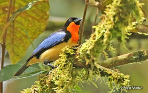 Orange Throated Tanager Wetmorethraupis Sterrhopteron Peru Aves