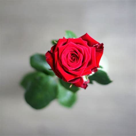 Selective Focus Photography Of A Red Rose · Free Stock Photo