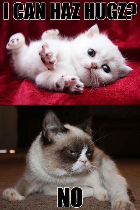 Más De 25 Ideas Increíbles Sobre Grumpy Cat No Meme En Pinterest No