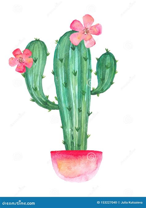Blooming Cactus Branches In A Pink Pot With Flowers Watercolor Drawing