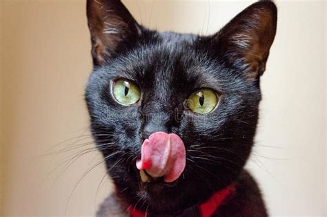Portrait Of A Green Eyed Black Cat With Its Tongue Out Stock Photo