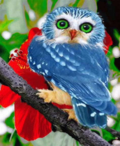 นกฮูกสีฟ้า Owl Pictures Pretty Birds Bird 