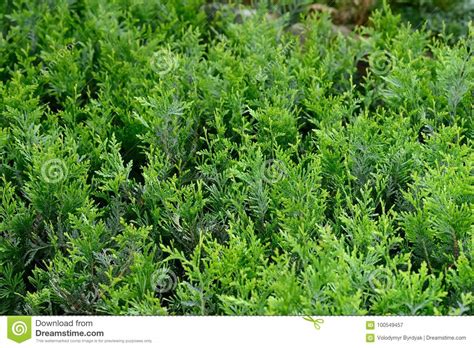 Green Hedge Of Thuja Bush Trees Cypress Juniper Stock Image Image