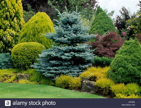 All conifers bear seeds inside cones, woody protective structures. Well tended conifer border with a variety of conifer ...