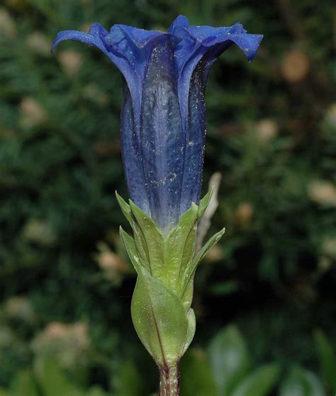 Gentiana Acaulis Gentianaceae Image 23762 At