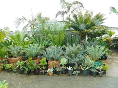 Palm Tree Cycad And Tropical Plant Nursery San Diego Ca