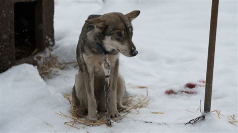 ベストオブ Sled Dogs Movie さととめ