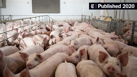 Meat Plant Closures Mean Pigs Are Gassed Or Shot Instead The New York
