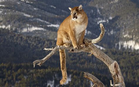 Cougar Wallpaper And Background Image 1680x1050 Id383163