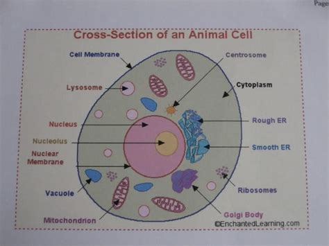 How to build 3d models of animal and plant cells three methods: ee57jyv: how to make animal cell 3d model | My baby boys ...