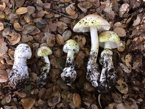 Poisonous Wild Mushrooms Identification