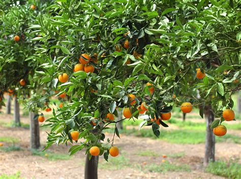 Caring For Citrus Trees In Phoenix