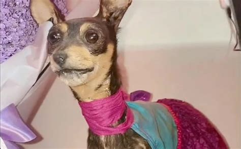 Joven Diseca A Su Perrita Chihuahua Resultado Se Hace Viral En Tiktok