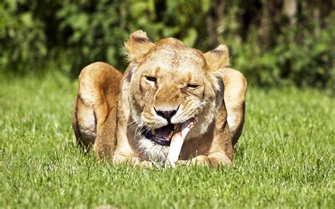 Animals Grass Feline Lions Bones Eating Wallpapers Hd Desktop