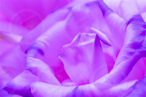Macro Shot Of Beatiful Violet Rose Flower By Natalie Maro Photo Stock