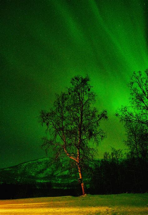 The Birch And The Arctic Night Sky Photograph By Pekka Sammallahti