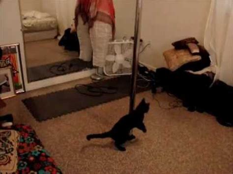 Let's face it, cats are the unofficial mascots of the internet. Funny Cat Pole Dance - YouTube