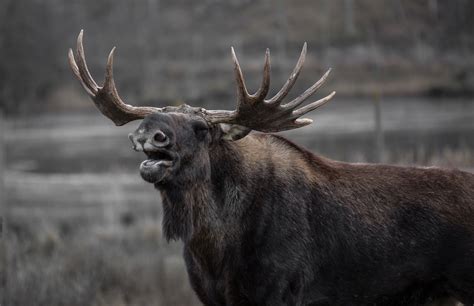 Tips For Moose Hunting Success Outdoor Canada