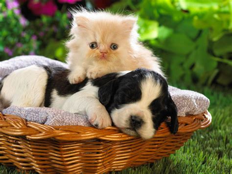 Cute Puppy And Kitten Wallpaper Hd