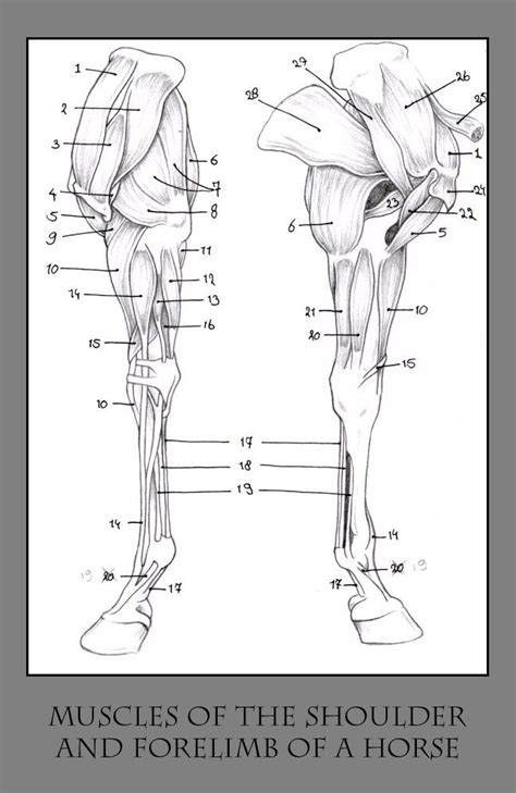 120 Best Images About Horse Anatomy And Physiology On