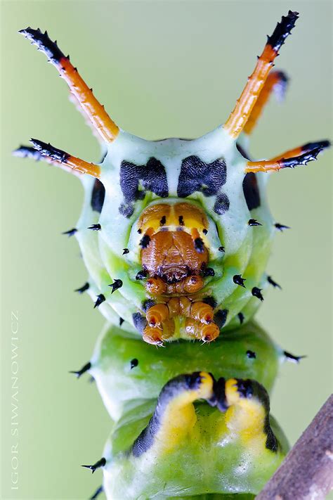 Macro Photos Of Caterpillars By Igor Siwanowicz Inspiration Grid