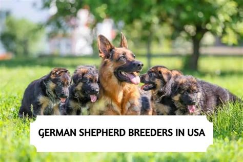 10 Best German Shepherd Breeders In The Usa 2023