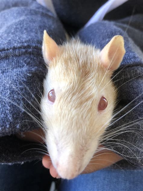 One Of Rats Eyes Are Turning White While Other Eye Is The Usual Bright